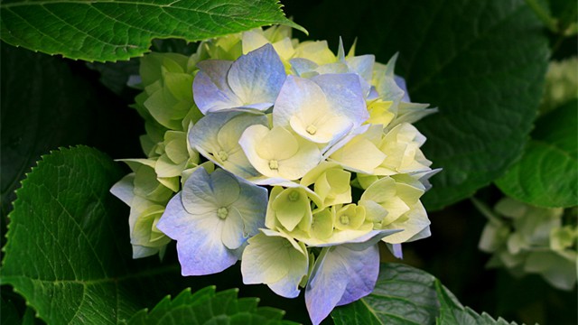 Hydrangeas